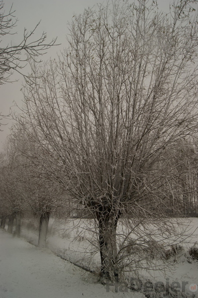 171210-PK-sneeuwval in Heeswijk-_6_.JPG